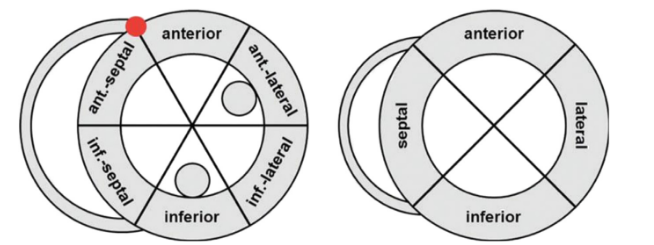 Short-axis myocardial segment context from the CardiacNexus manuscript image cache