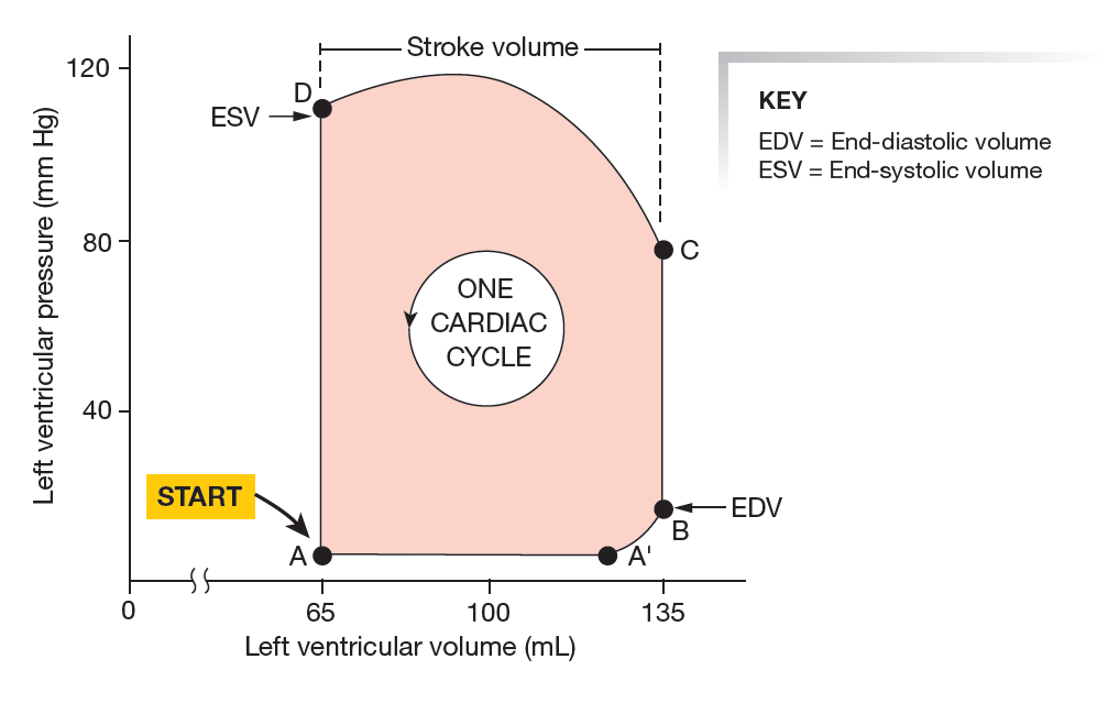 Pressure-volume loop schematic from the CardiacNexus manuscript image cache citing Silverthorn et al. 2013
